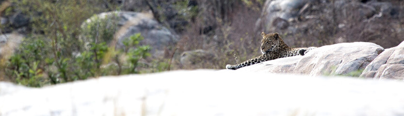 Leopard