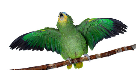 Orange-winged amazon on white background