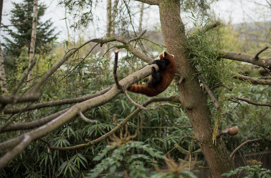 Red panda climbing on a tree