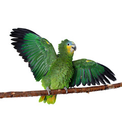 Orange-winged amazon on white background