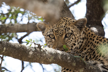 Leopard