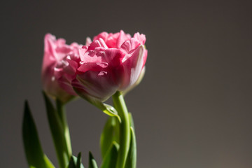 Beautiful bouquet of pink tulips on a grey background