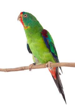 Swift Parrot on white background