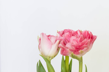 Beautiful bouquet of pink tulips on a white background