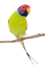 Male of plum-headed parakeet on white