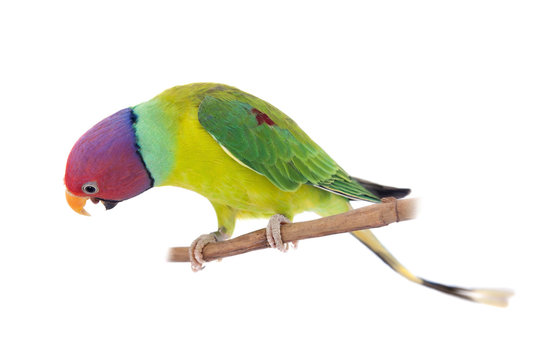 Fototapeta Male of plum-headed parakeet on white