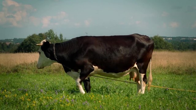 Cow grazing on a meadow.