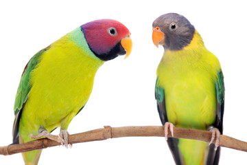 Obraz na płótnie Canvas Plum-headed parakeets on white
