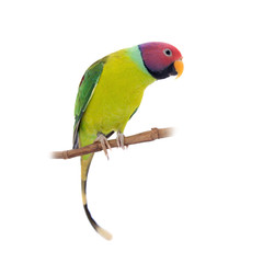 Male of plum-headed parakeet on white