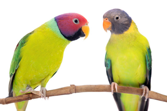 Fototapeta Plum-headed parakeets on white