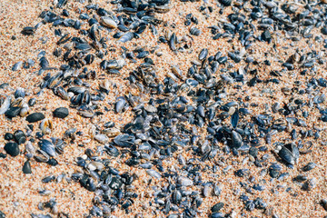 Shells on sandy beach