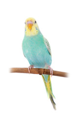 Rawinbow budgerigar on white