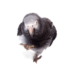 African Grey Parrot isolated on white