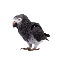 African Grey Parrot isolated on white