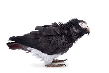 African Grey Parrot isolated on white