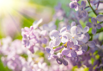 Beautiful branch of blooming lilac close-up