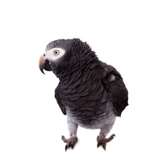 Fototapeta premium African Grey Parrot isolated on white