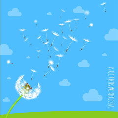 Dandelion seeds blowing away on the wind