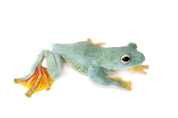 Malabar flying tree frogling isolated on white