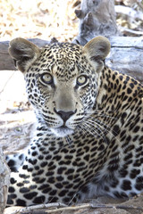 Leopard