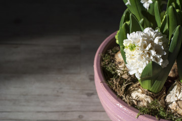 White baby hyacinths with bulbs in bloom in the pink pot