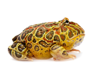 Cranwell's horned frog isolated on white