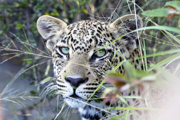 Leopard