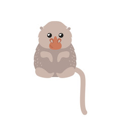 Capuchin monkey rare animal vector.
