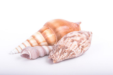 Seashells on White Background