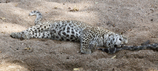 Obraz premium Leopard cub