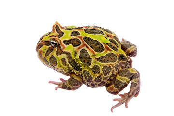 The Argentine horned frog isolated on white