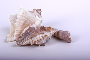 Isolated Sea Shells