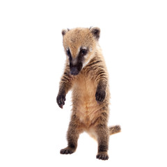 South American coati, Nasua nasua, baby on white
