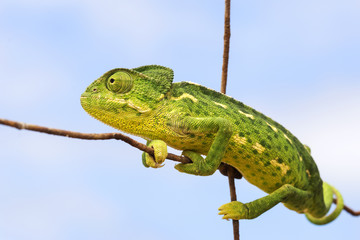 Chamaleon on a fence wire