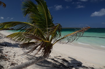 Fototapeta na wymiar cocotier sur plage de rêve à Cuba