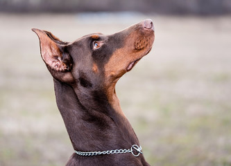 Doberman pinscher poses for the camera