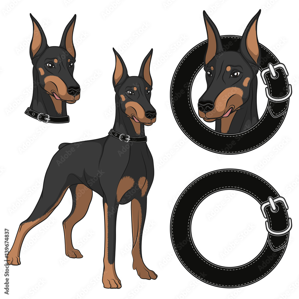 Poster set of doberman colored illustrations in a collar. isolated vector objects on white background.