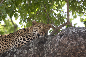 Leopard