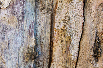 Wood Texture