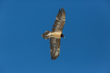 Flying juvenile bearded vulture (Gypaetus barbatus) with blue sky