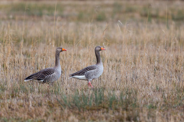 Fototapeta premium Two gray gooses (Anser anser) standing in reed meadow with reed