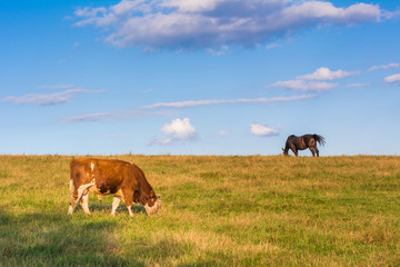 Fototapeta na wymiar Typical polish cow and horse on a summer pasture under blue sky. Malopolska. Poland.