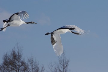 red-crowned crane, flight　丹頂飛翔