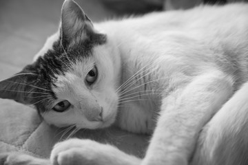 foto di Gatto in b/n che si riposa