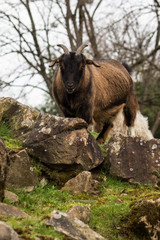 Little brown goat standing on the the rock on the background of the winter forest.