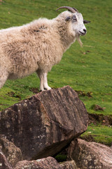 White mountain goat standing on the rock.