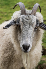 White mountain goat on a background of green grass.