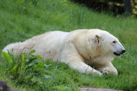 TIERE_2152_Eisbaer
