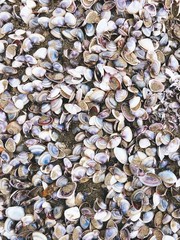 Sea shells and snail on the sand beach