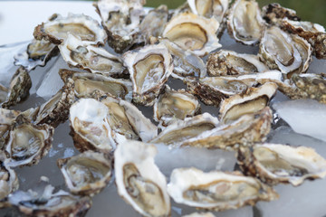 Piatto di ostriche